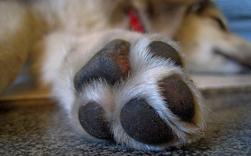 PATAS DE UN PERRO