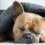 dormir con mi perro