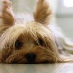 perro con problemas de oncología