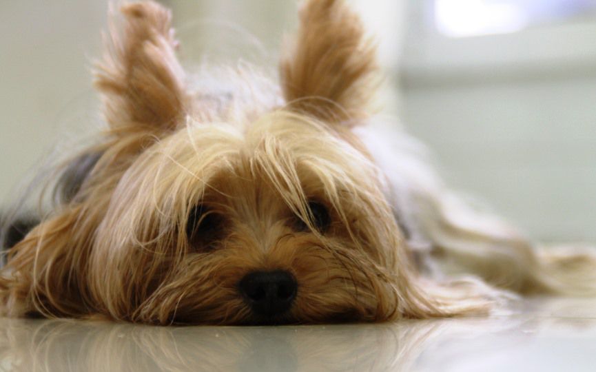 perro con problemas de oncología