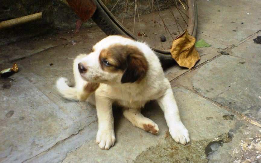 perro rascándose