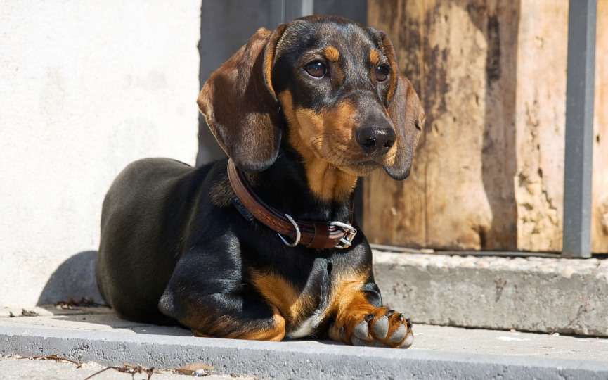 perros salchicha