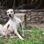 perro se rasca