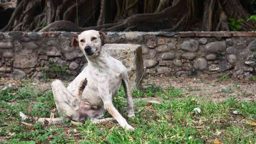 perro se rasca