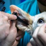 urgencia clínica para veterinarios