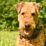 imagen perro mediano Airedale Terrier