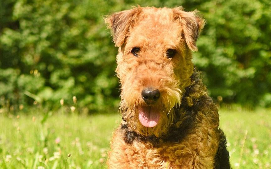 imagen perro mediano Airedale Terrier