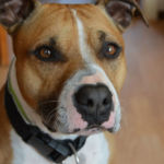 imagen perro mediano American Staffordshire Terrier