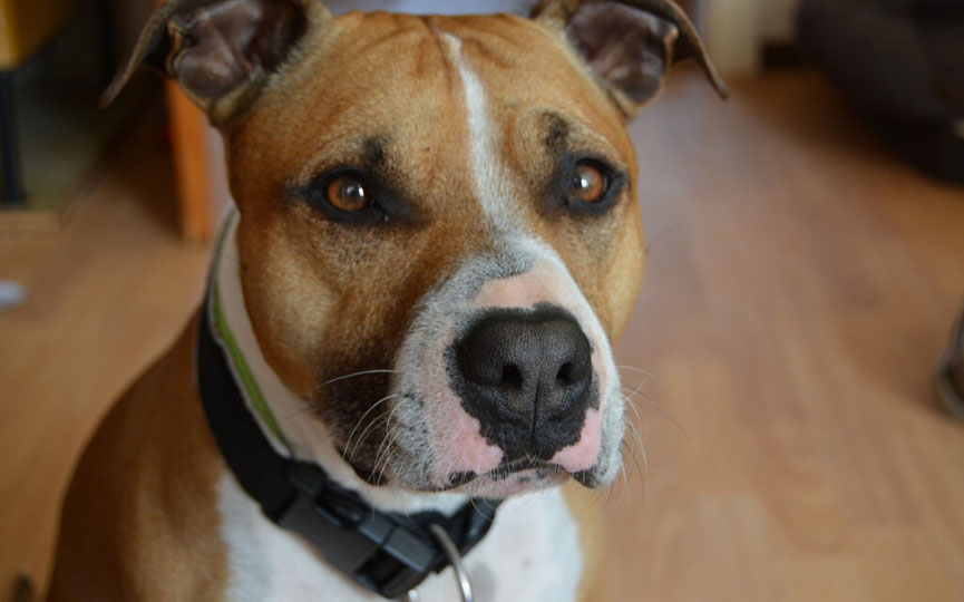 imagen perro mediano American Staffordshire Terrier