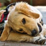 dieta en perros con epilepsia