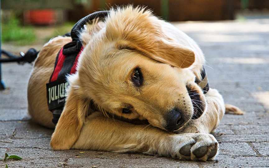 dieta en perros con epilepsia
