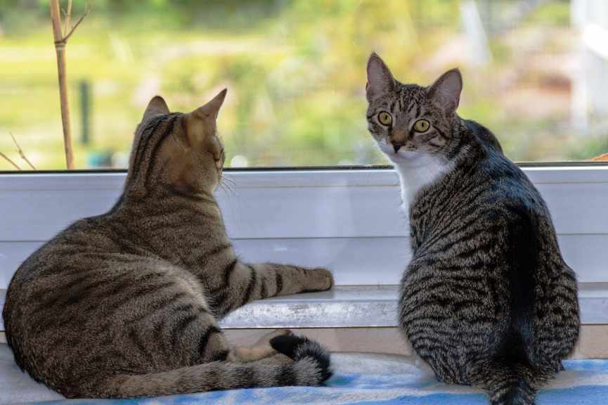 dos gatos conviven
