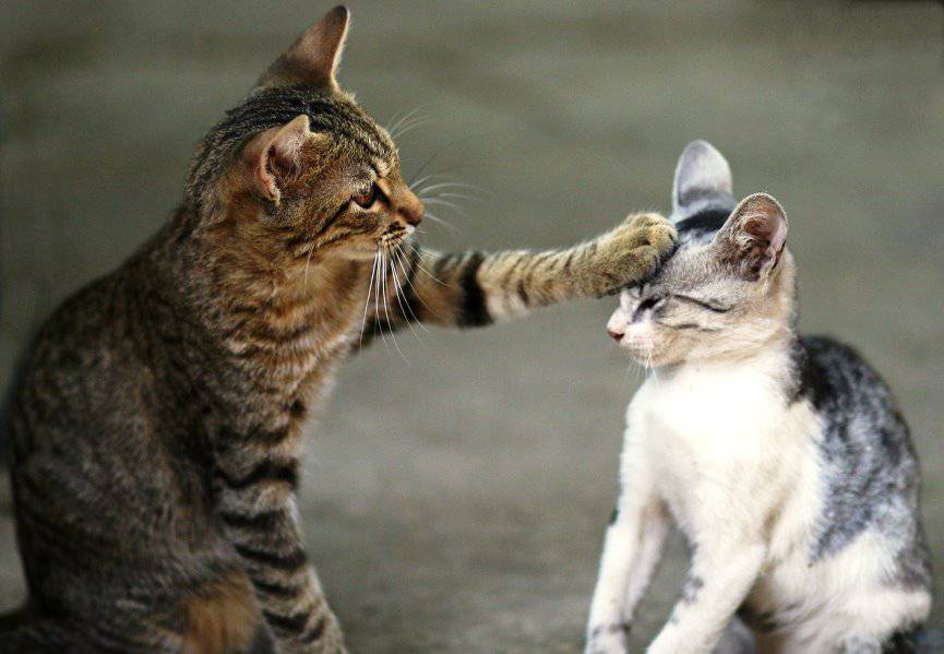 dos gatos se conocen