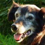 genes de perro anciano