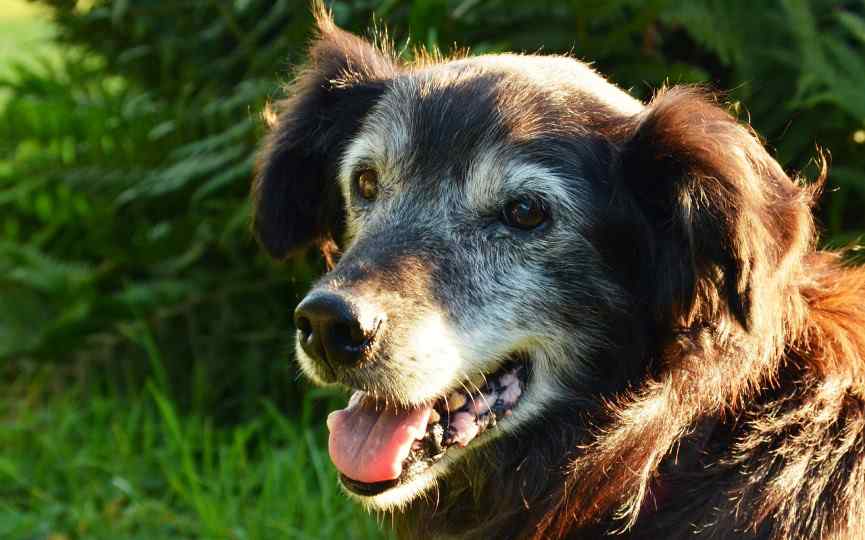 genes de perro anciano