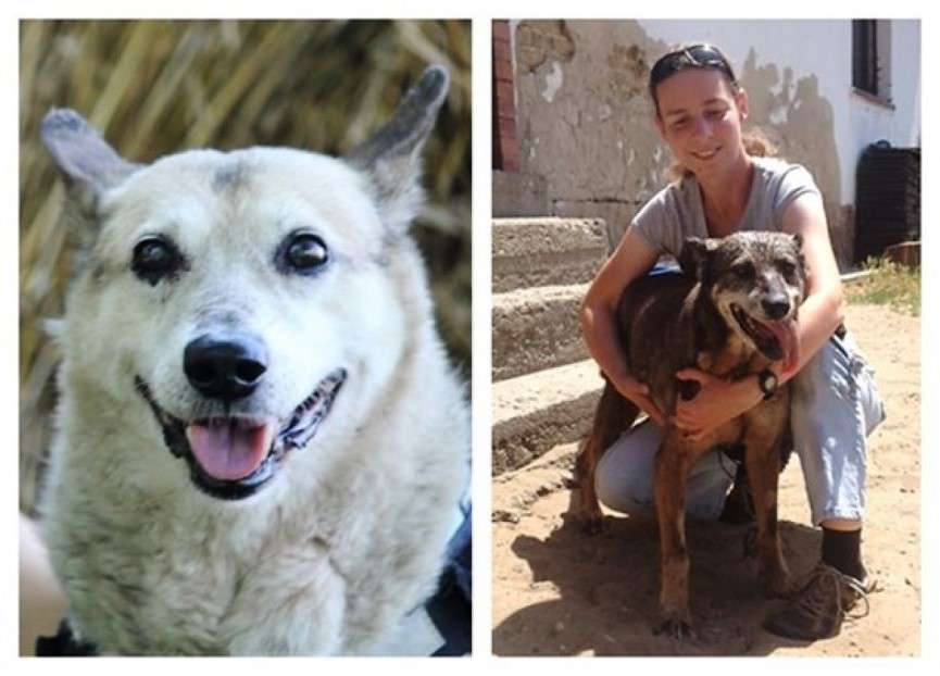 genes de perros de avanzada edad