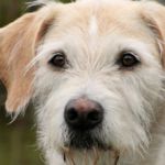 imagen perro lobero irlandes