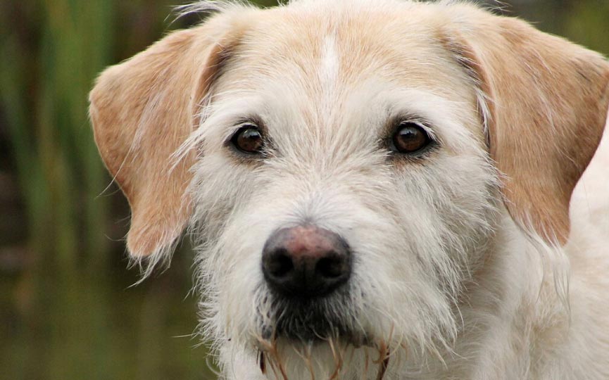 imagen perro lobero irlandes