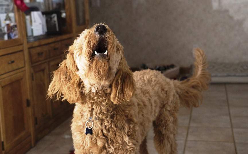perro ladra
