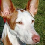 podenco ibicenco