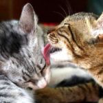 presentar a dos gatos