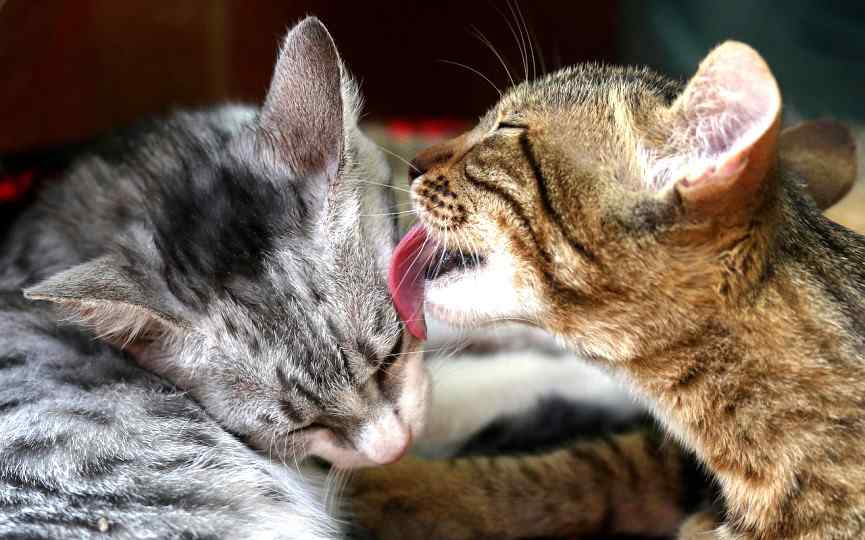 presentar a dos gatos