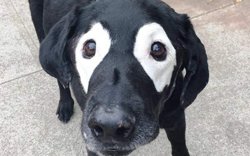 imagen de un perro con vitíligo