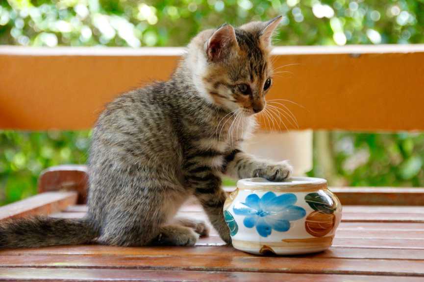 BEBEDERO PARA GATO