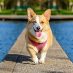 imagen de un perro Corgi Galés de Pembroke paseando