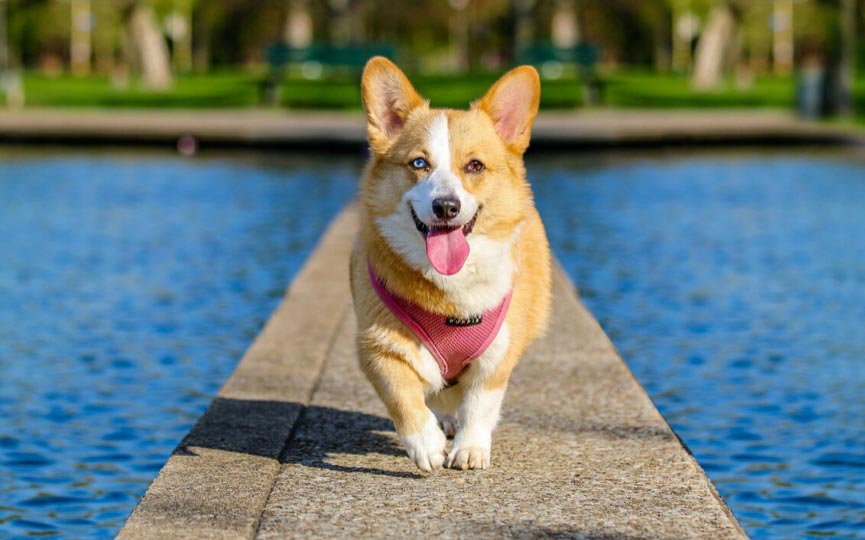 imagen de un perro Corgi Galés de Pembroke paseando