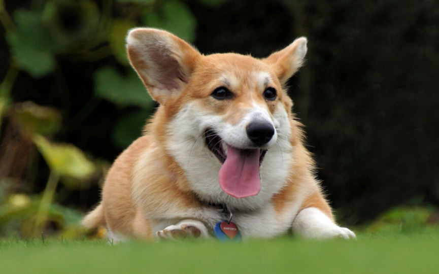 Corgi de Gales de Pembroke en el campo