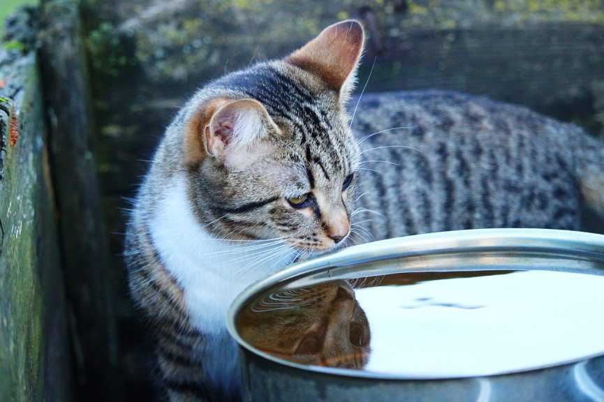 GATO MIDE LA PROFUNDIDAD DEL BEBEDERO