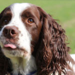 imagen de un perro mediano Springer Spaniel Ingles