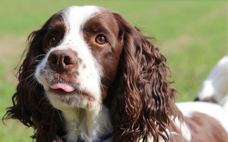 imagen de un perro mediano Springer Spaniel Ingles