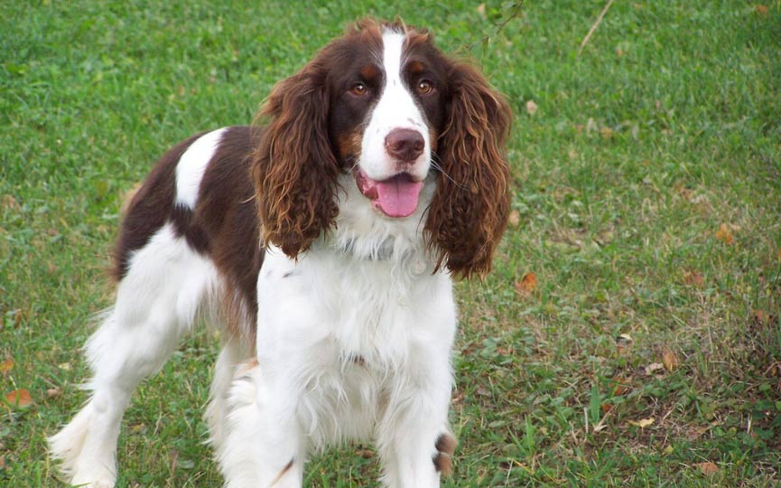 Springer Spaniel Ingles EN EL CAMPO