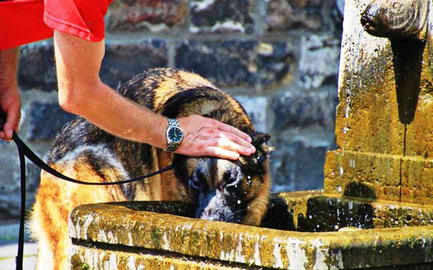accesorios para reducir el calor de tu mascota