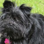 imagen de un perro affenpinscher TUMBADO