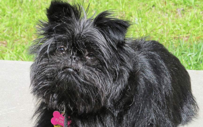imagen de un perro affenpinscher TUMBADO