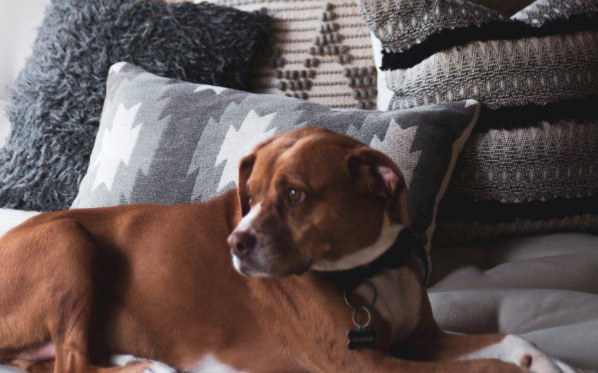 cómo reducir la ansiedad por separación en perros