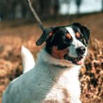 antihelmínticos perros
