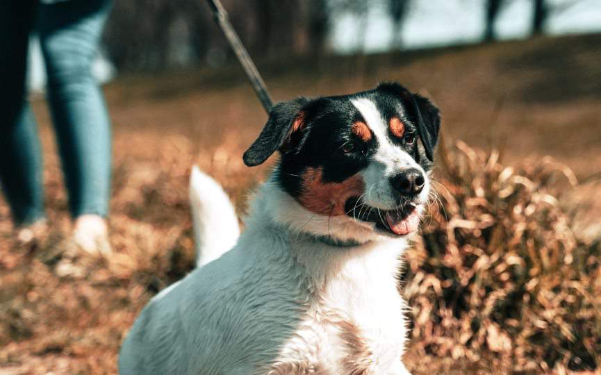 antihelmínticos perros