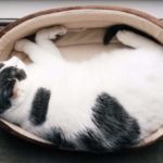 cama para gato