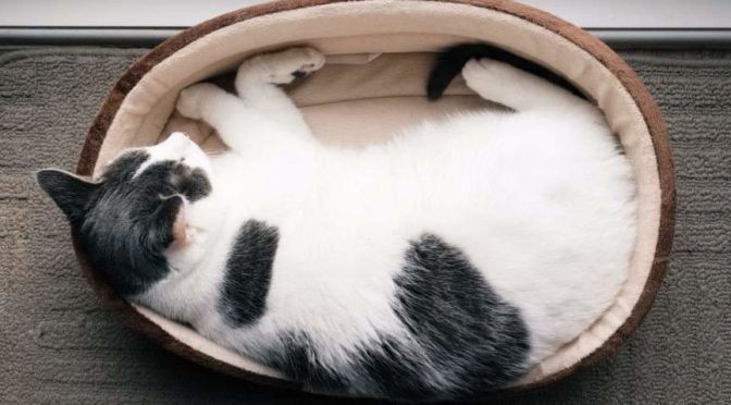 cama para gato