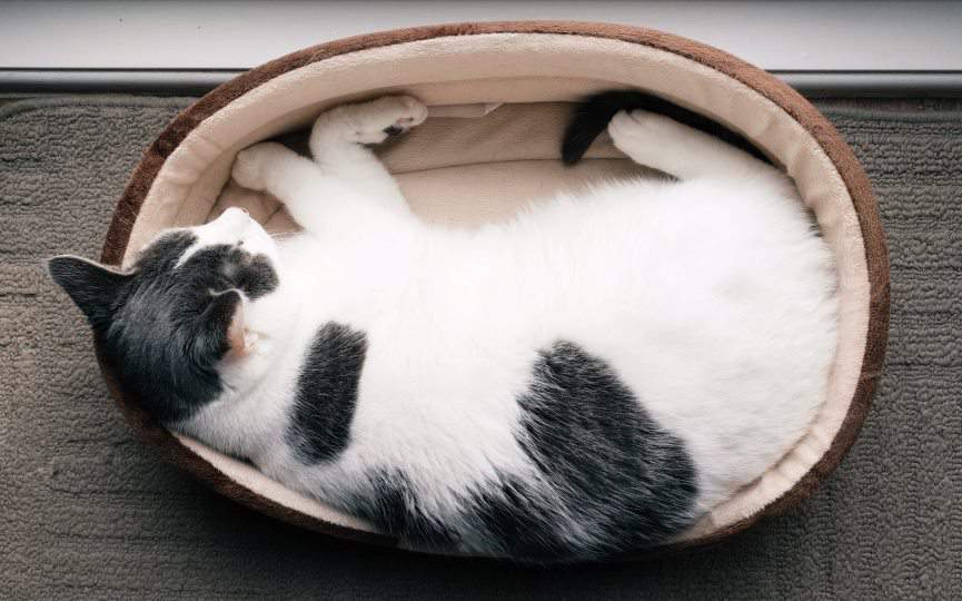 cama para gato