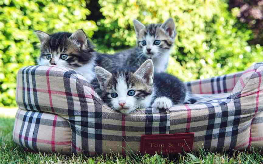 camas para gatos tamaño y forma