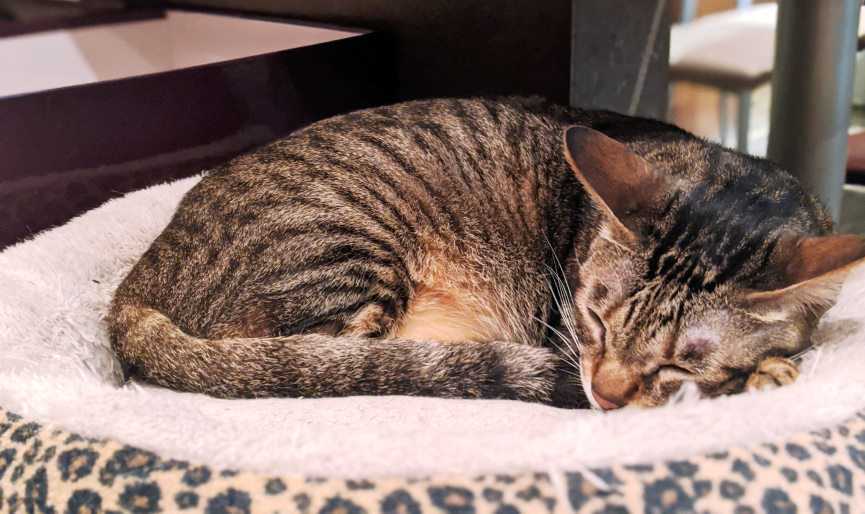 por qué es importante elegir bien la cama para tu gato