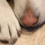 daños en patas de perro