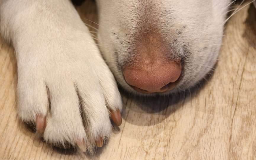daños en patas de perro