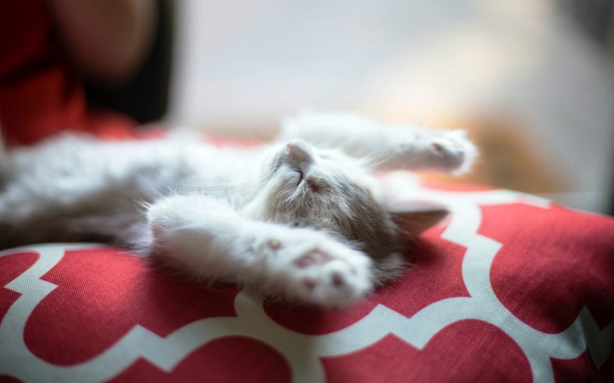 donde colocar la cama del gato