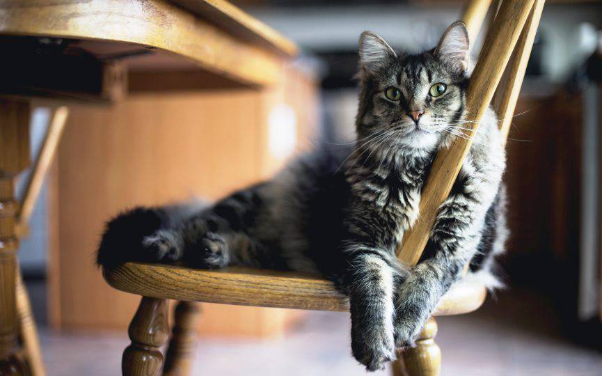 fiebre en felinos
